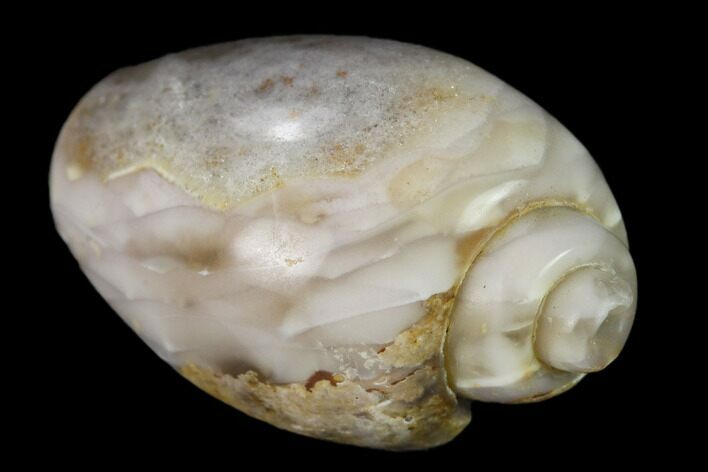 Polished, Chalcedony Replaced Gastropod Fossil - India #133524